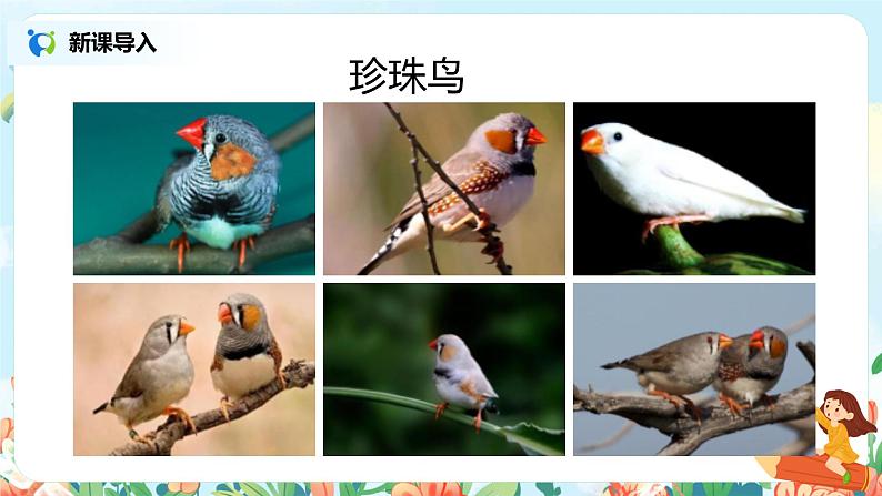 4《珍珠鸟》课件+教案+导学单02