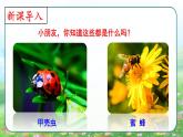 部编版三年级下册语文《昆虫备忘录》 课件
