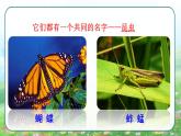 部编版三年级下册语文《昆虫备忘录》 课件