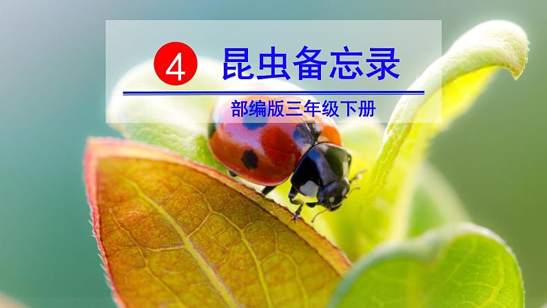 部编版三年级下册语文《昆虫备忘录》 课件03