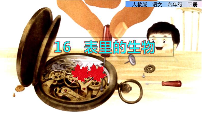 部编版六年级语文下册课件---16.表里的生物01