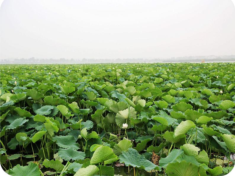 小学语文人教课标版（部编）二年级下册晓出净慈寺送林子方1课件第7页