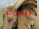 小学语文人教课标版（部编）二年级下册9大象的耳朵3课件