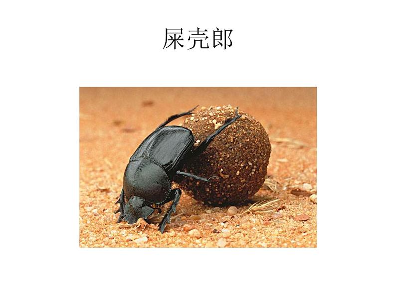 小学语文人教课标版（部编）二年级下册11我是一只小虫子课件04