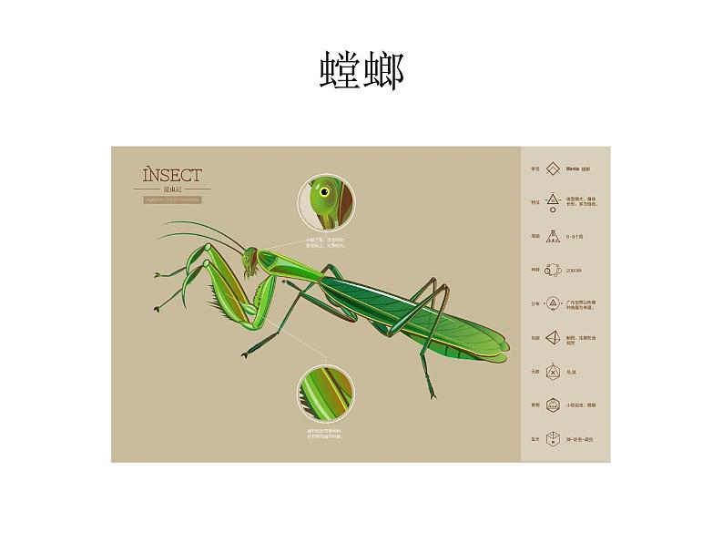 小学语文人教课标版（部编）二年级下册11我是一只小虫子课件05