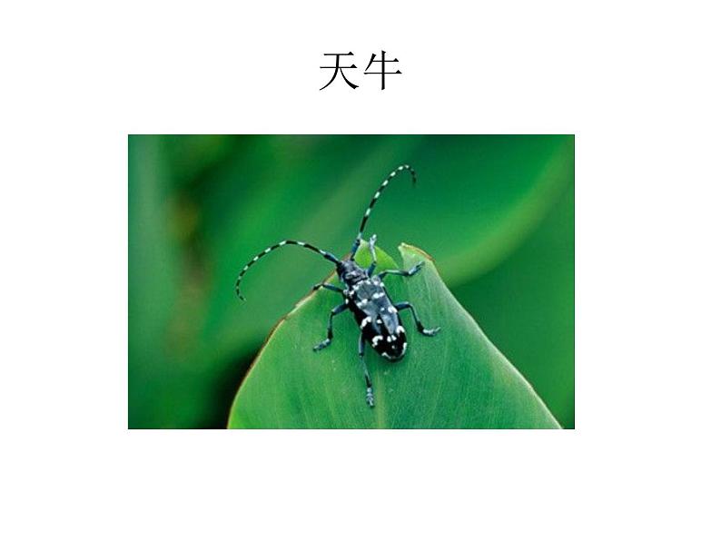 小学语文人教课标版（部编）二年级下册11我是一只小虫子课件06