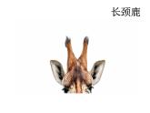 小学语文人教课标版（部编）二年级下册9大象的耳朵4课件