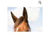 小学语文人教课标版（部编）二年级下册9大象的耳朵4课件
