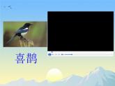 小学语文人教课标版（部编）二年级下册9枫树上的喜鹊课件