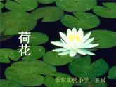 小学语文人教课标版（部编）三年级下册3荷花 5课件PPT