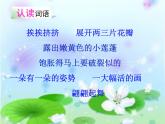 小学语文人教课标版（部编）三年级下册3荷花 5课件PPT