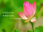 小学语文人教课标版（部编）三年级下册3荷花 2课件PPT