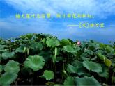 小学语文人教课标版（部编）三年级下册3荷花 2课件PPT