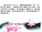 小学语文人教课标版（部编）三年级下册3荷花课件PPT