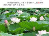 小学语文人教课标版（部编）三年级下册3荷花课件PPT