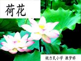 小学语文人教课标版（部编）三年级下册3荷花 2课件PPT