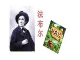 小学语文人教课标版（部编）三年级下册14蜜蜂课件PPT