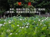 小学语文人教课标版（部编）三年级下册3荷花 4课件PPT