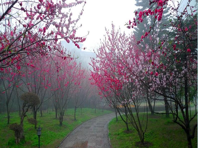 小学语文人教课标版（部编）三年级下册2燕子 3课件PPT第4页