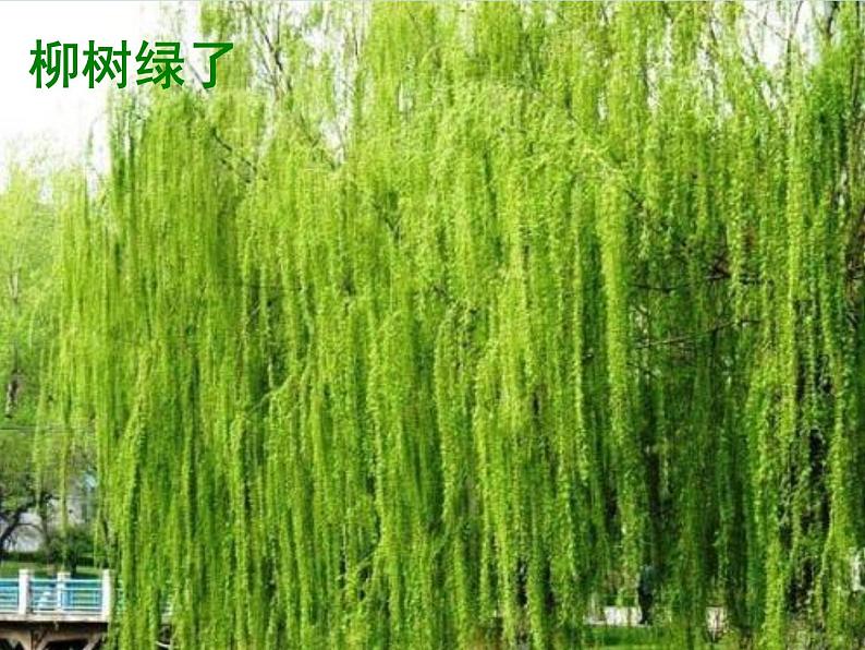 小学语文人教课标版（部编）三年级下册2燕子 3课件PPT第5页