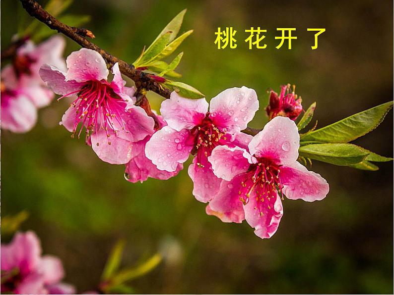 小学语文人教课标版（部编）三年级下册2燕子 3课件PPT第7页