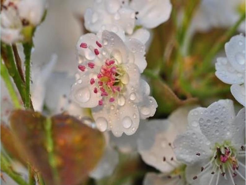 小学语文人教课标版（部编）三年级下册2燕子 3课件PPT第8页