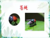 小学语文人教课标版（部编）三年级下册4昆虫备忘录课件PPT