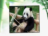 小学语文人教课标版（部编）三年级下册习作：国宝大熊猫 1课件PPT