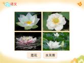 小学语文人教课标版（部编）三年级下册3荷花 3课件PPT