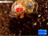 小学语文人教课标版（部编）三年级下册14蜜蜂 1课件PPT