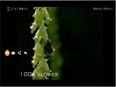 小学语文人教课标版（部编）三年级下册14蜜蜂 3课件PPT
