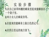 小学语文人教课标版（部编）三年级下册14蜜蜂 3课件PPT