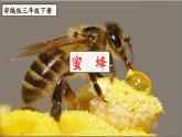 部编版三年级下册语文《蜜蜂》 课件