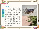 人教部编版四年级上册第三单元——11 蟋蟀的住宅【课件+教案+反思+生字+朗读】