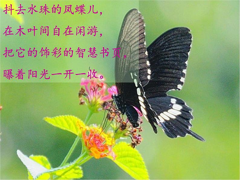 人教部编版语文四下-12在天晴了的时候 课件08