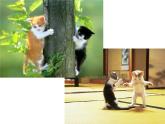 人教部编版语文四下-13猫 课件