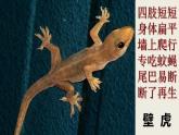 小学语文人教课标版（部编）一年级下册21小壁虎借尾巴.1 课件