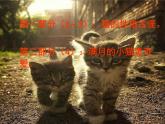 四年级下册语文课件－13猫 ｜部编版