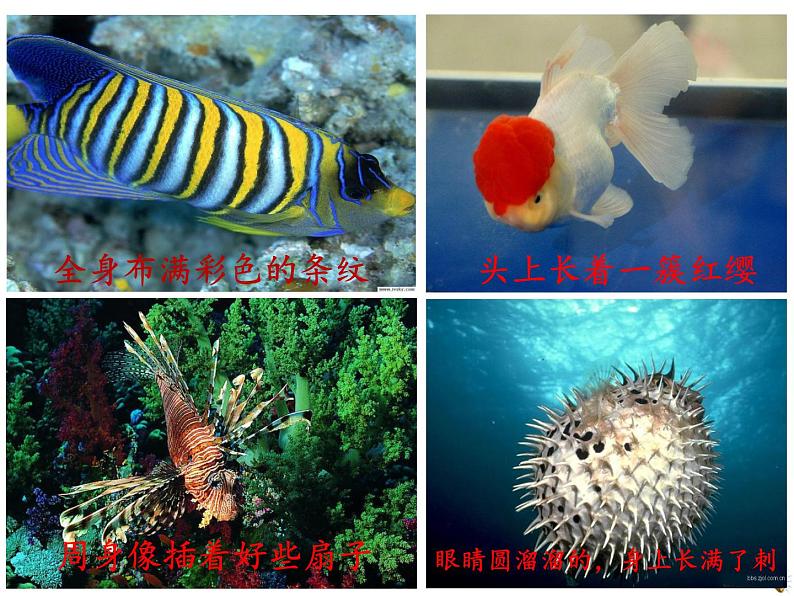 小学语文人教课标版（部编）三年级上册18《富饶的西沙群岛》 课件05
