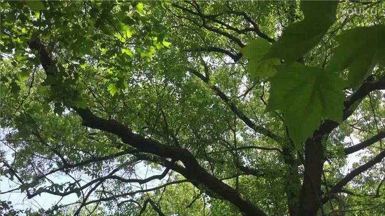 小学语文人教课标版（部编）三年级上册 大自然的声音大自然的声音— 课件03