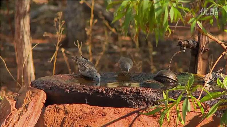 小学语文人教课标版（部编）三年级上册 大自然的声音大自然的声音— 课件08