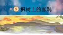 小学语文人教部编版二年级下册9 枫树上的喜鹊说课课件ppt