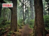 祖先的摇篮课件  部编版语文二年级下册