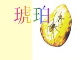 四年级下册语文课件－5琥珀 ｜部编版