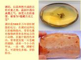 四年级下册语文课件－5琥珀 ｜部编版