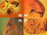 四年级下册语文课件－5琥珀 ｜部编版