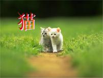 语文13 猫图片ppt课件