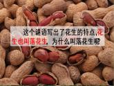 2022年部编版五年级上册语文2《落花生》 课件+重点讲解课件+练习含答案+音视频素材