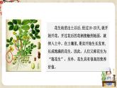 2022年部编版五年级上册语文2《落花生》 课件+重点讲解课件+练习含答案+音视频素材