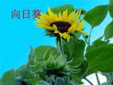 小学语文 人教 （部编）二年级上册 3植物妈妈有办法 课件
